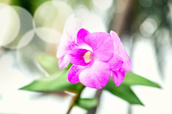 Beautiful pink orchid in soft focus and glare light. Exquisite f — Stock Photo, Image