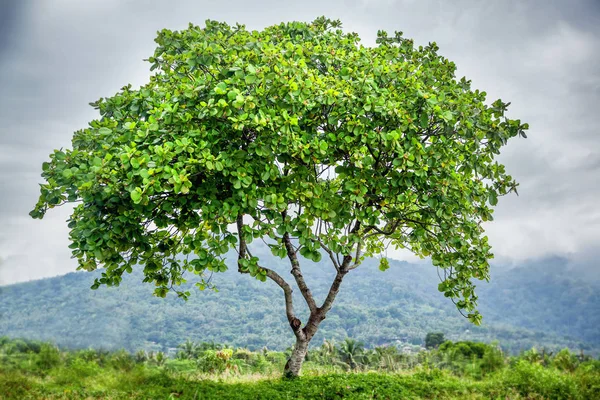 Un árbol en la selva en el fondo de las colinas en el exo — Foto de Stock