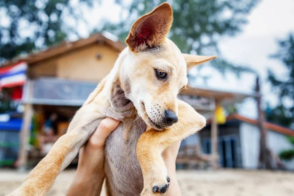 Sevimli köpek yavrusu insan elinde — Stok fotoğraf