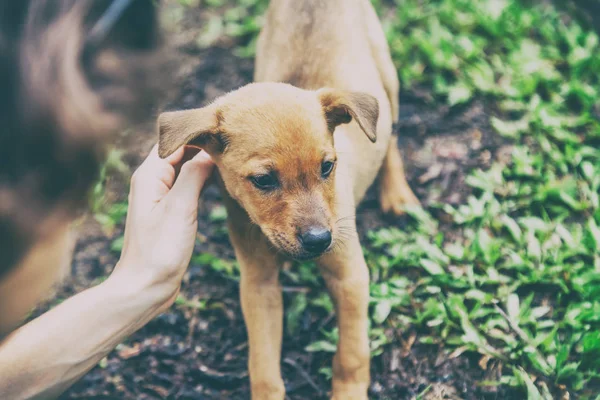 Kobieta pieszczoty cute puppy na trawie. Miłość do zwierząt — Zdjęcie stockowe