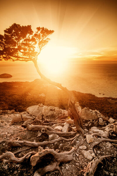 Силуэт дерева на фоне заката моря. Солнечные лучи
