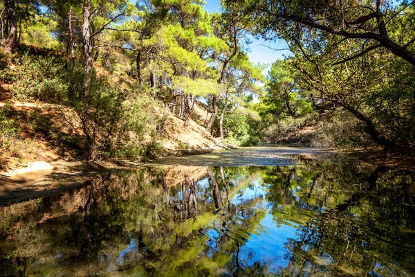 Liten flod i skogen. Vackert landskap med träd begrun — Stockfoto