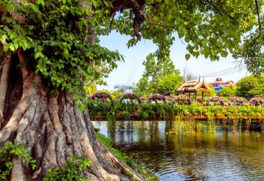 Chiang Mai, Tayland için kanal kıyısında güzel ağaç.