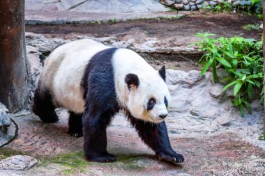 Büyük sevimli panda Hayvanat Bahçesi