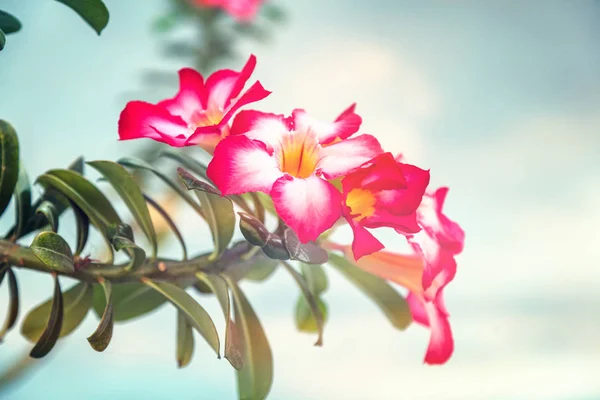 Impala Lily nebo Desert Rose nebo zesměšňovat Azalea, krásný růžový květ — Stock fotografie