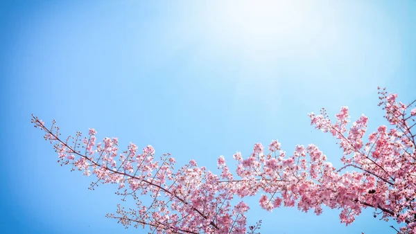 Blommande rosa träd mot den blå himlen. Naturliga blommig backgrou — Stockfoto