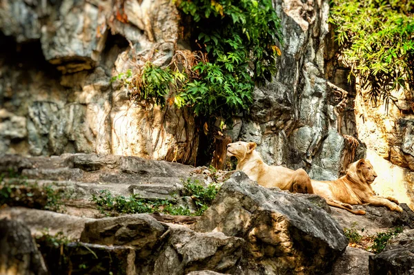 A pair of white lions resting in the shade of a tree — Stock Photo, Image