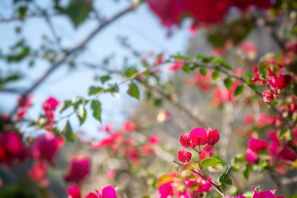 Bougainvillea bloem, mooie bloemen natuurlijke achtergrond — Stockfoto