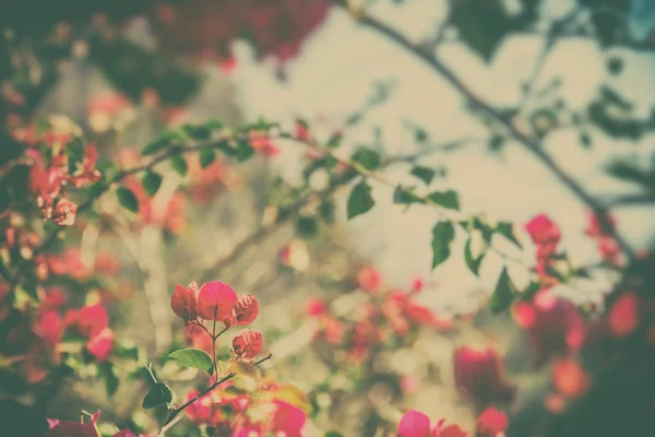 Flor de buganvilla, hermoso fondo natural retro — Foto de Stock