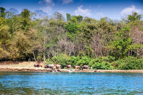 美丽的风景。一群水牛放牧在河岸边 — 图库照片