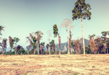 tropikal orman. Parlak ve güzel manzara arka plan ile 
