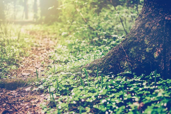 Tronco de árvore e caminho na floresta de primavera, imagem com tonina retro — Fotografia de Stock