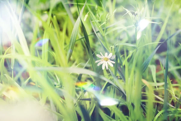 Flores silvestres de primavera blancas, macrofotografía de hierba en el bosque — Foto de Stock