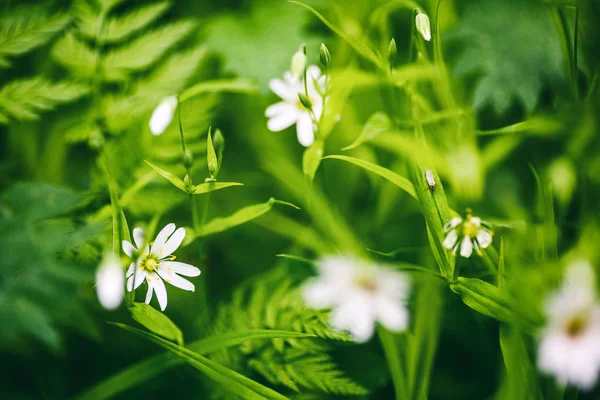 Fiori di campo bianchi primaverili, macrosparo d'erba nella foresta — Foto Stock