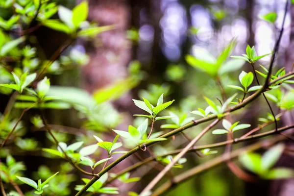 Unga blad i Vårskog, naturlig bakgrund och textu — Stockfoto