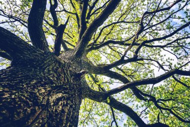 Orman ağaçları. doğa yeşil ahşap güneş ışığı arka planı.