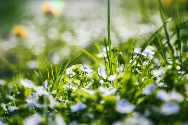 Blauwe voorjaar wilde bloemen, macro-opname van het gras in het bos — Stockfoto