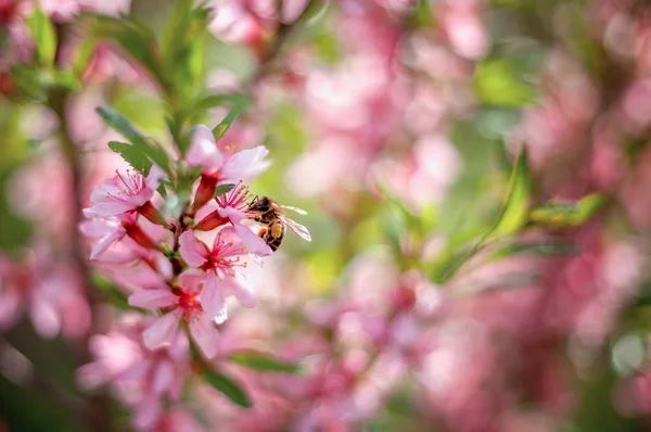 Abeja en una flor rosa en un bosque — Foto de Stock