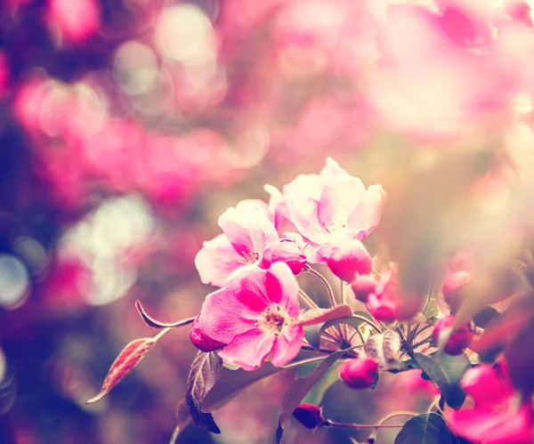 Fundo de primavera brilhante bonito, rosa flor de maçã cereja — Fotografia de Stock