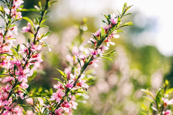 Krásná jarní pozadí, růžová třešeň jablko kvetoucí — Stock fotografie