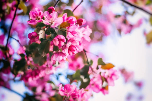 Fundo de primavera brilhante bonito, rosa flor de maçã cereja — Fotografia de Stock