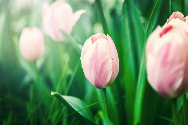Pink tulip in soft focus, spring, season. Beautiful natural back — Stock Photo, Image
