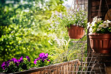 Balkonda bir güneşli yaz ruh çiçekli tencere