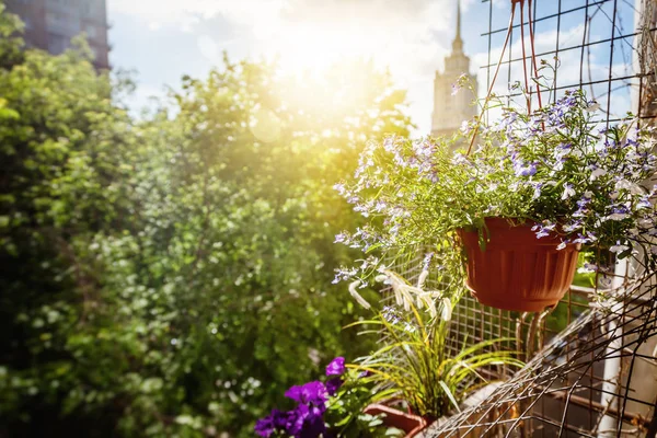 Blumentöpfe auf dem Balkon, sonnige Sommerstimmung — Stockfoto