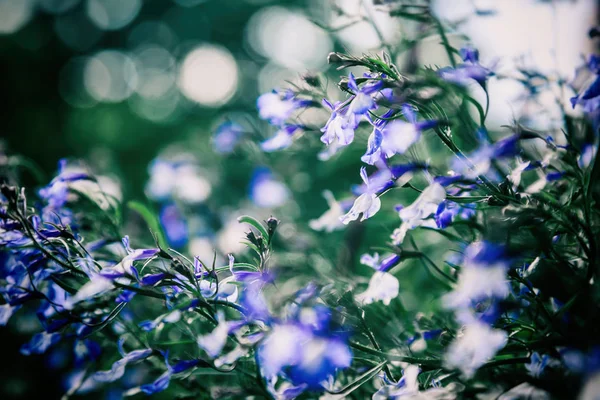 Fondo floral violeta abstracto, flores silvestres con enfoque suave — Foto de Stock