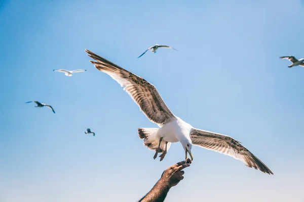 白色的海鸥在蓝蓝的天空背景上吃面包的人的手 — 图库照片