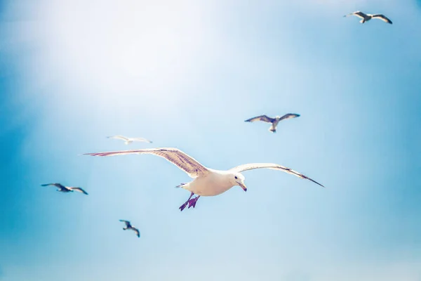 White gulls on blue sky background — Stock Photo, Image