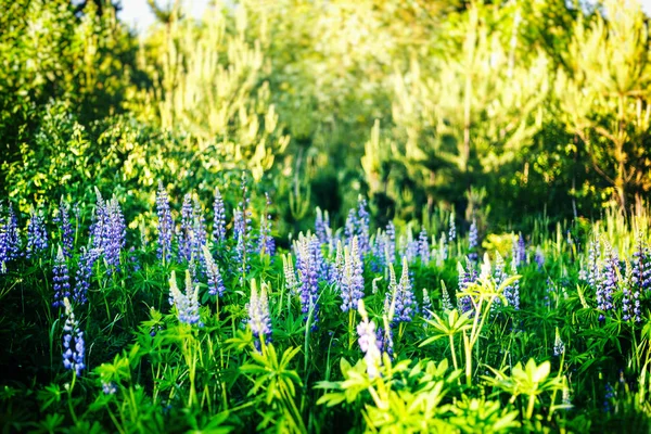 Hermosas flores silvestres azules, altramuces en un campo al atardecer. Verano — Foto de Stock