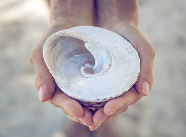 Grote witte parel zee shell in vrouwelijke handen, schoonheid en gezondheid c — Stockfoto