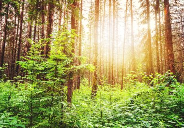 Güzel yaz manzara, ormanda günbatımı