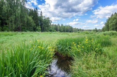 Güzel yaz manzara, orman, tarla, mavi gökyüzü, bataklık.