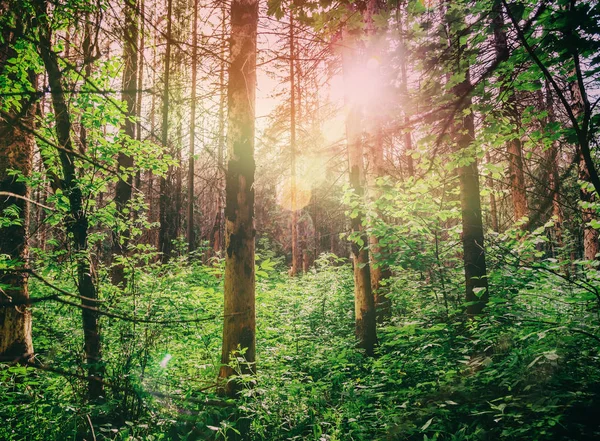 Beautiful summer landscape, sunset in the forest