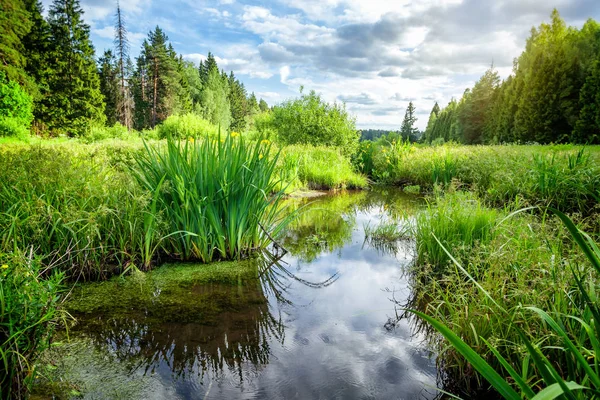 Linda paisagem de verão, floresta, campo, céu azul, pântano . — Fotografia de Stock