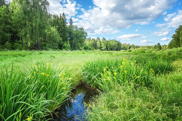 Linda paisagem de verão, floresta, campo, céu azul, pântano . — Fotografia de Stock