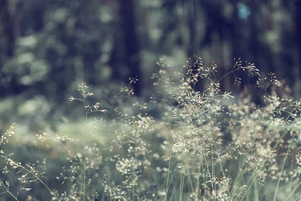 Las trawa zbliżenie, obraz z retro tonowanie — Zdjęcie stockowe