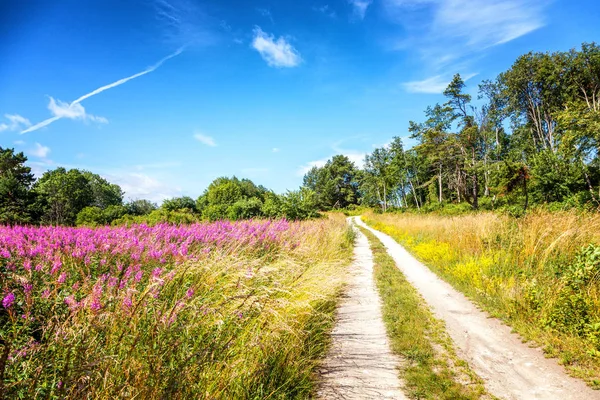 Gyönyörű táj. Az utat az erdőben egy virágzó meado — Stock Fotó