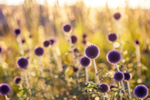 夕日、美しい自然な背景で tex 花アザミ — ストック写真