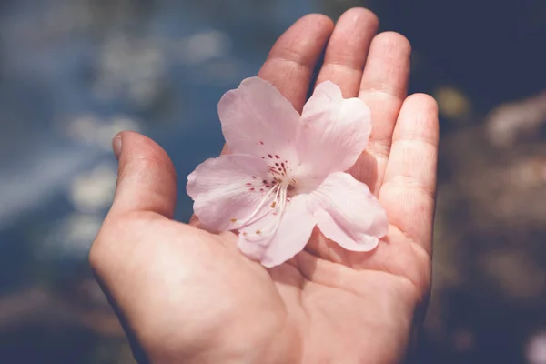 Suave flor rosa en la palma humana, imagen con tonificación retro —  Fotos de Stock