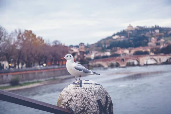 Close-up of a white seagull in the city of Verona, Italy — Stock Photo, Image