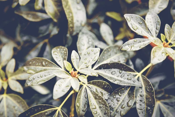 Gröna blad med regndroppar, bilden med retro ton — Stockfoto