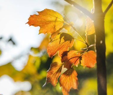 Yakın çekim, doğal arka plan ve tex parlak sarı sonbahar yaprakları