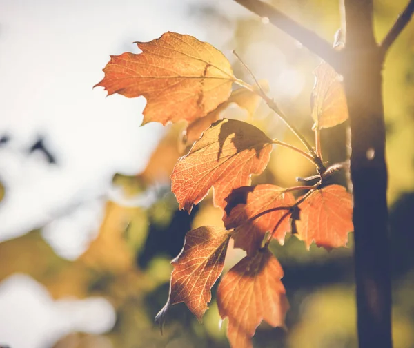 Yakın çekim, doğal arka plan ve tex parlak sarı sonbahar yaprakları