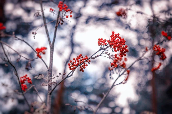 Branche avec des baies de frêne rouge, bokeh, backgrou naturel — Photo