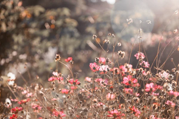 Krásné růžové květy, bokeh, přírodní květinové pozadí — Stock fotografie