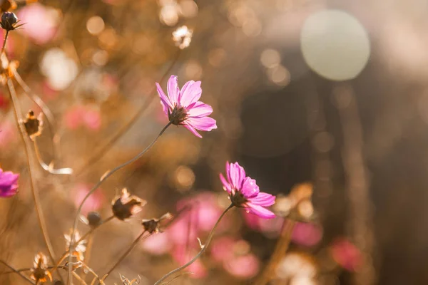 Krásné růžové květy, bokeh, přírodní květinové pozadí — Stock fotografie