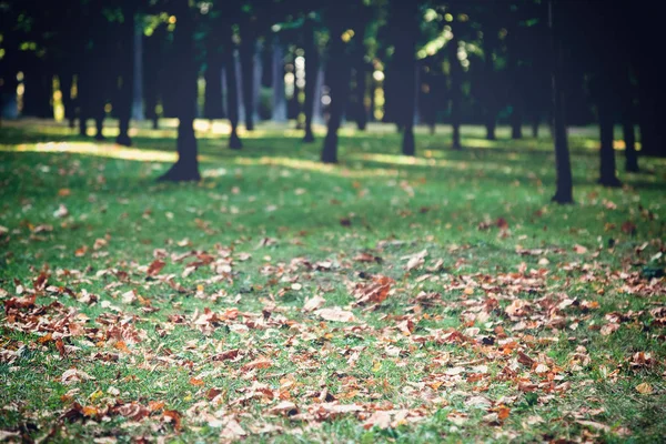 在公园的绿色草地上干黄色秋叶 — 图库照片